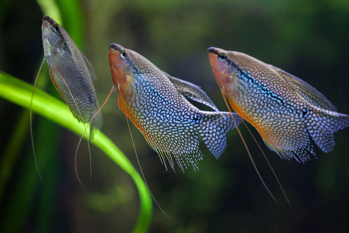 Três peixe tricogaster