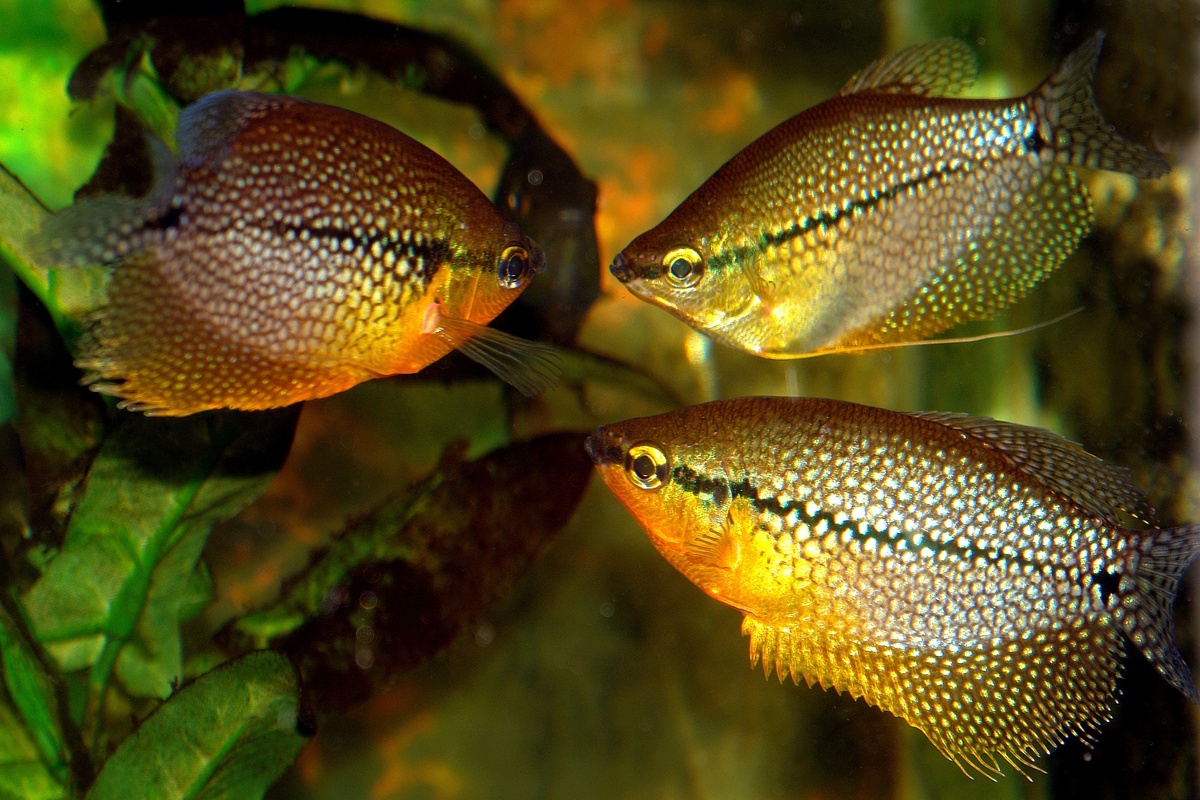 Três peixes tricogaster