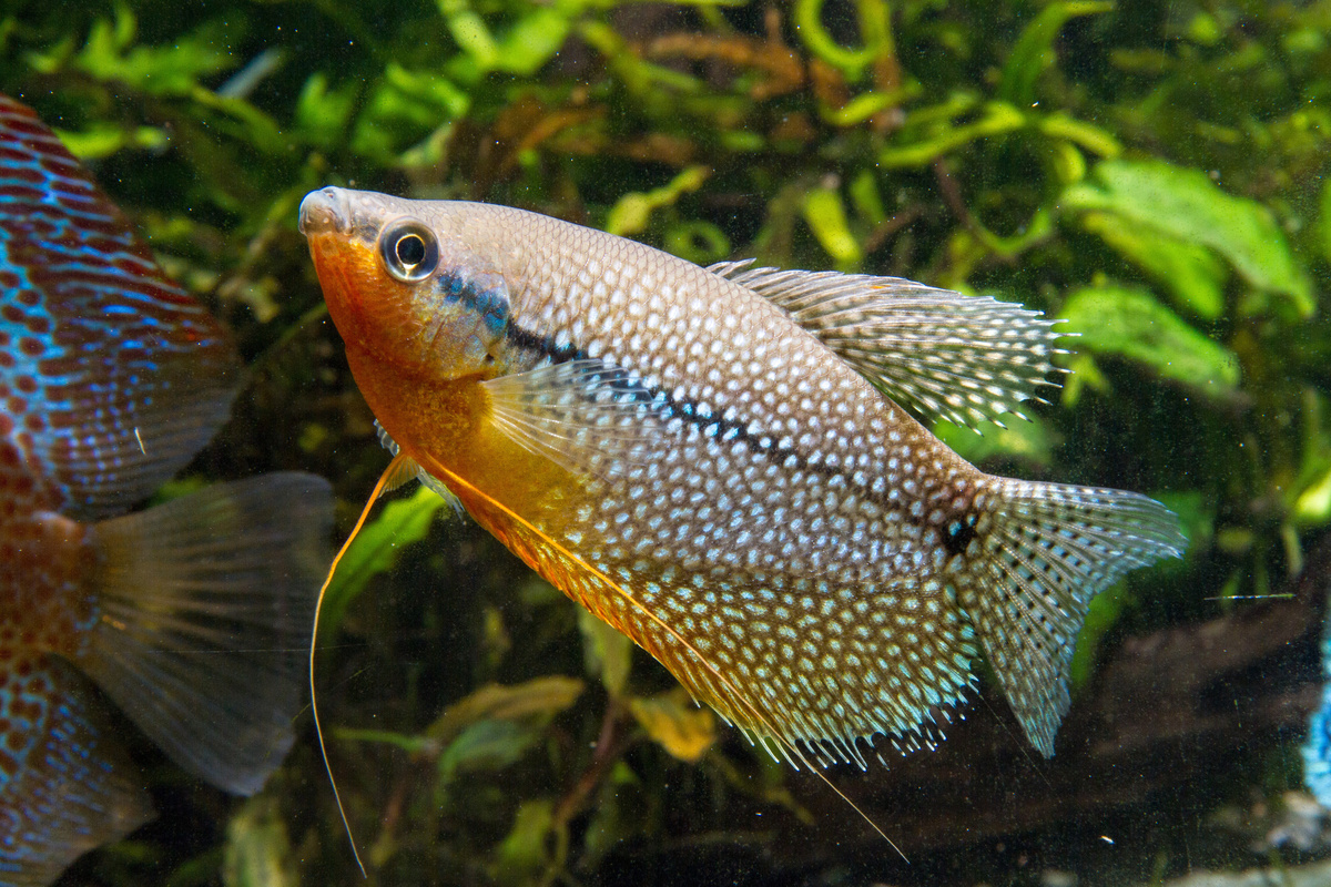 Peixe tricogaster