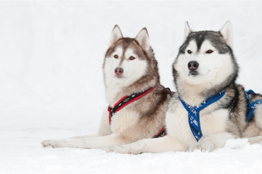 Dois cães Husky Siberiano