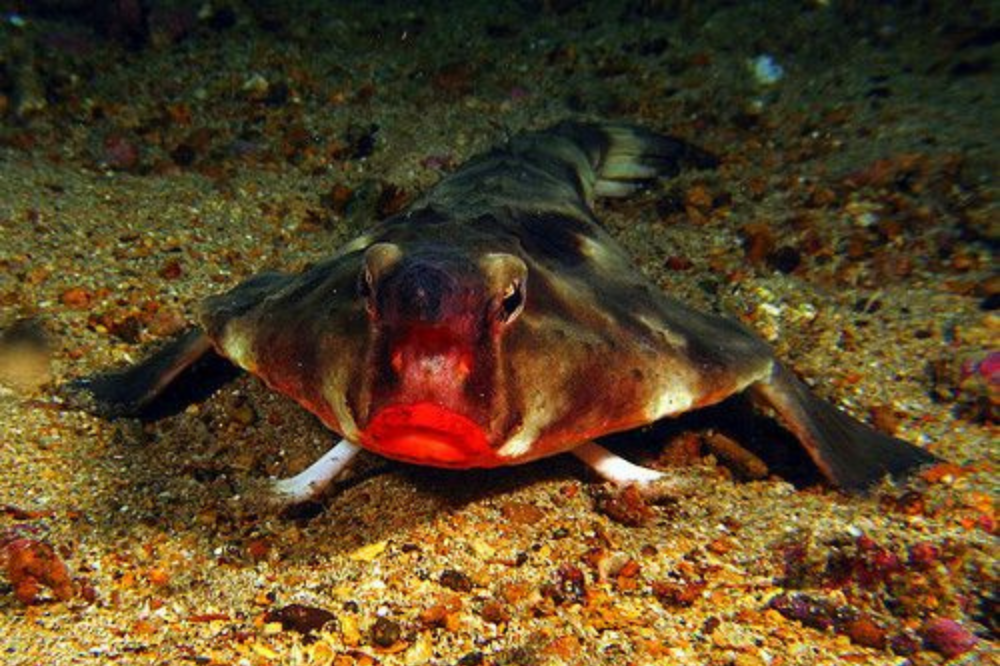 Peixe-morcego-de-lábios-vermelhos