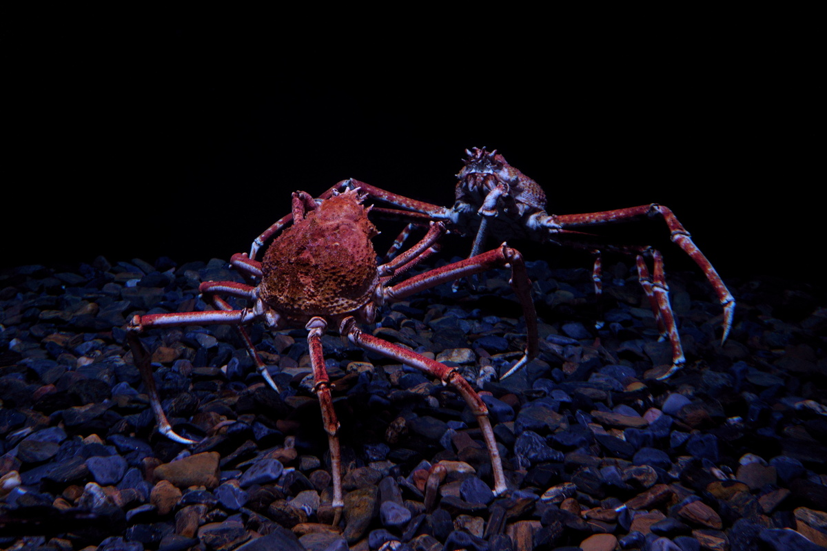 Caranguejo-aranha gigante (Macrocheira kaempferi)