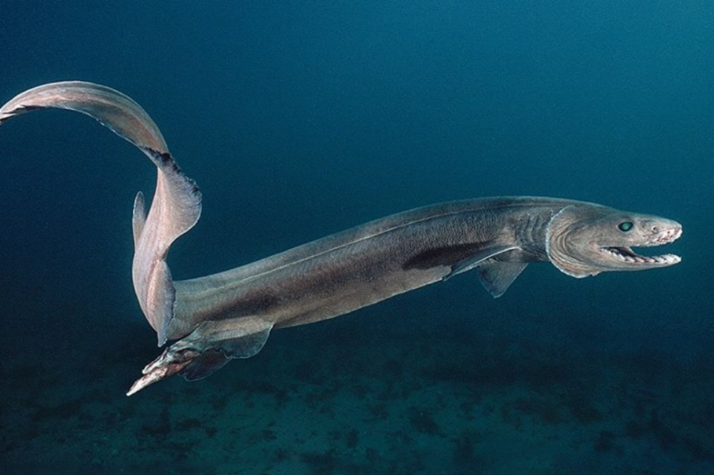Tubarão-cobra (Chlamydoselachus anguineus)