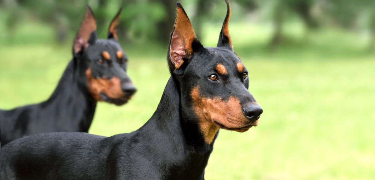 Dois cachorros da raça Pinscher Alemão