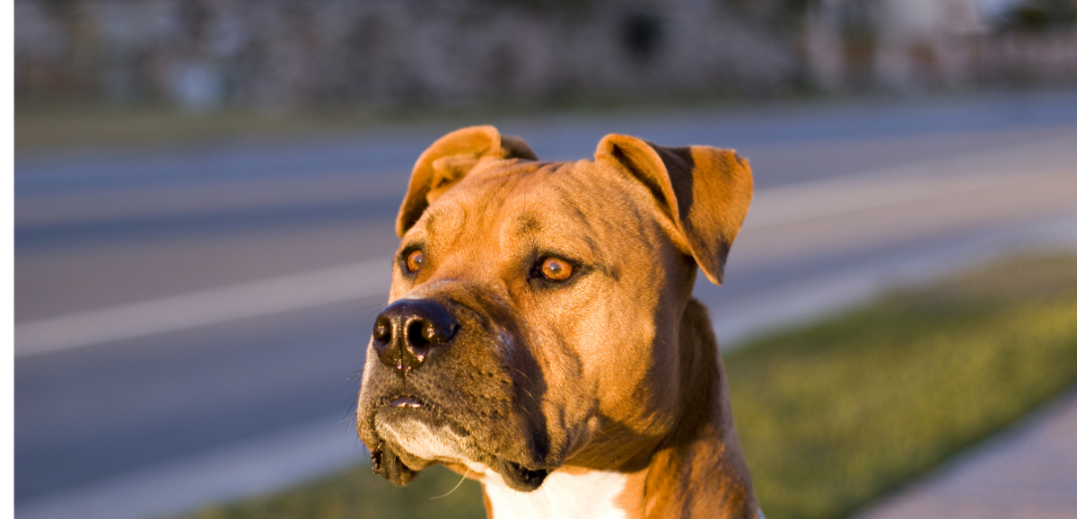 Cachorro da raça American Staffordshire Terrier