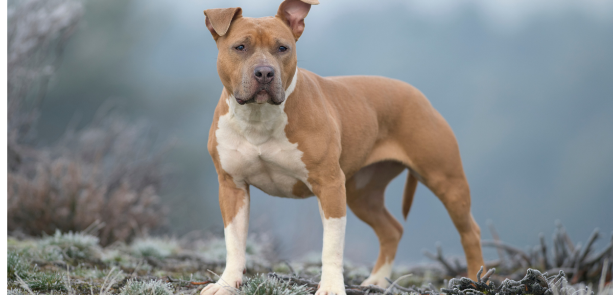Cachorro da raça American Staffordshire Terrier