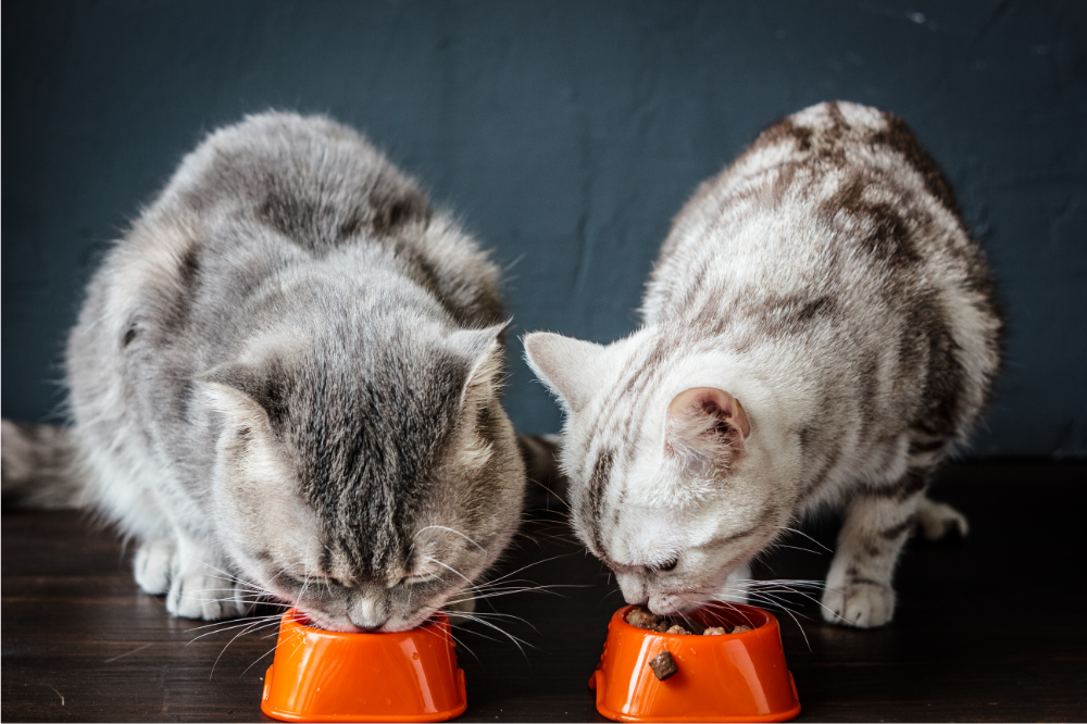 Dois gatos comendo