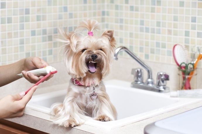 Escovar dente cachorro