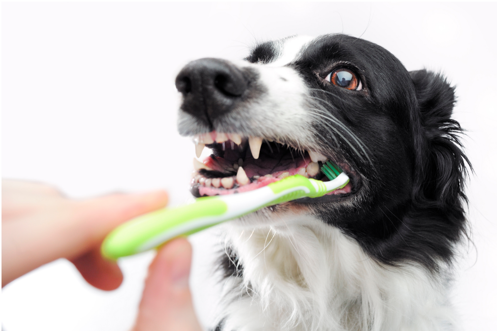 Escovando dentes de cachorro