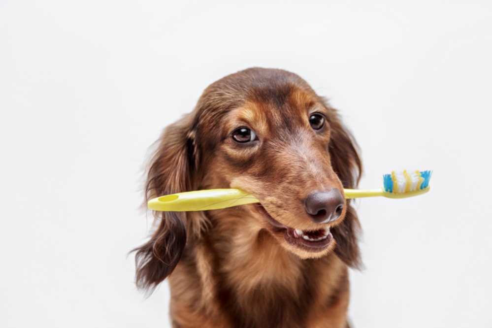 Cão com escova de dente na boca
