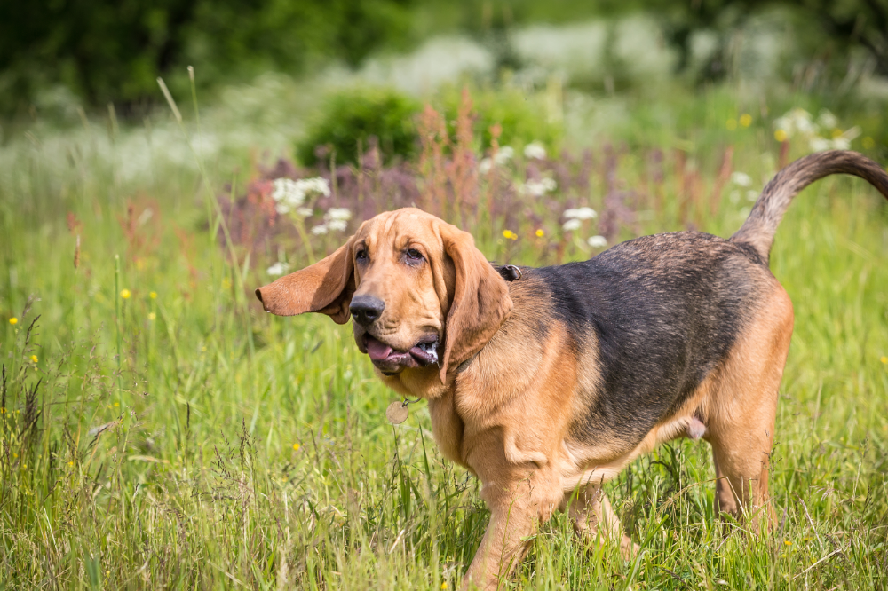 Bloodhound caminhando no gramado
