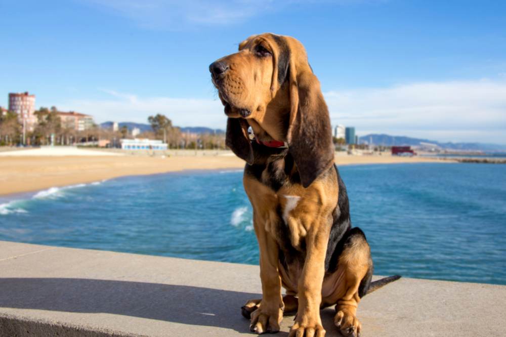 Bloodhound, sentado na beira mar