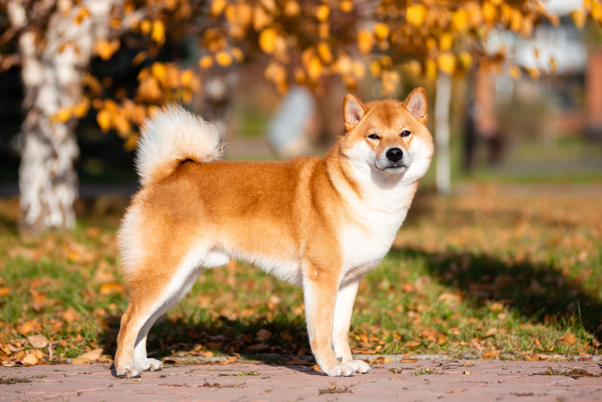 Cão da raça Akita-Inu passeando no parque