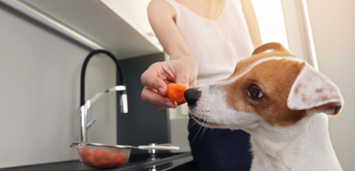 Dona dando cenoura para cachorro