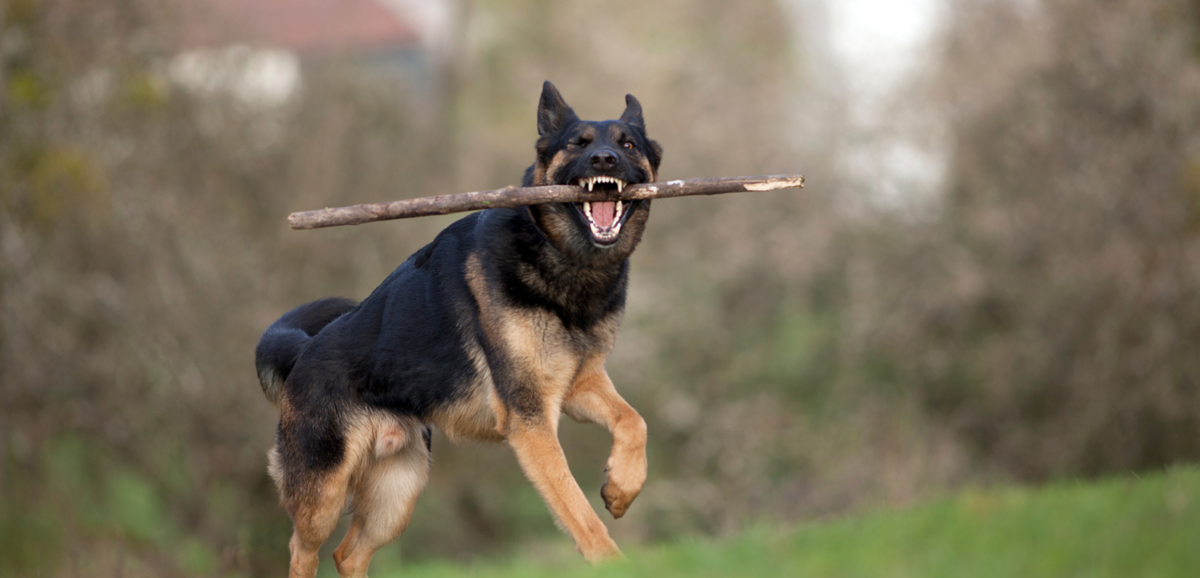 Cachorro da raça pastor alemão correndo com pedaço de pau na boca
