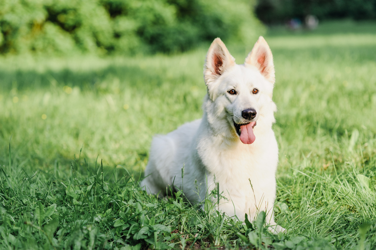 Cachorro da raça pastor alemão branco