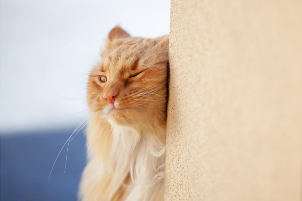 Como Entender A Linguagem Dos Gatos Corporal Facial E Mais Guia Animal