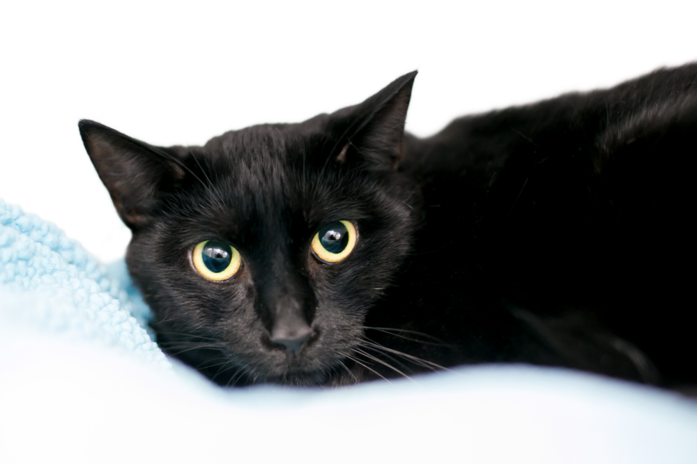 Gato preto com pupilas dilatadas