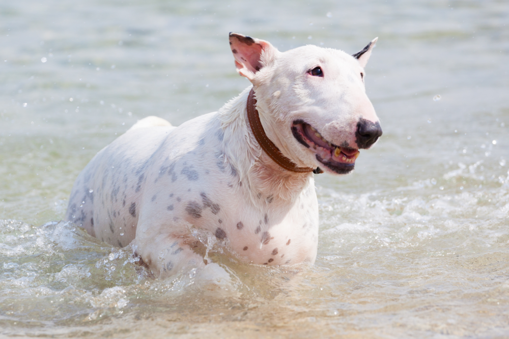 Bull Terrier nadando