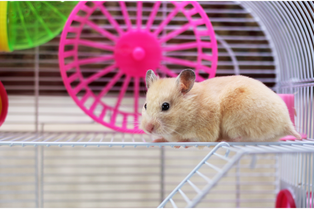 Hamster na sua gaiola