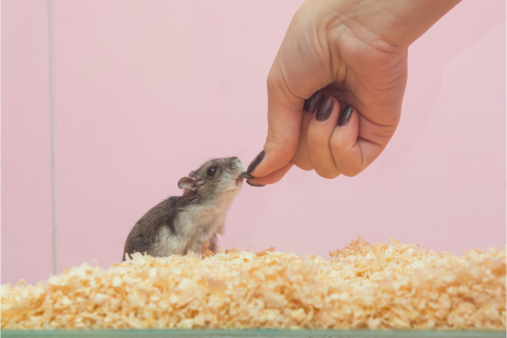 Hamster sendo alimentado por humana