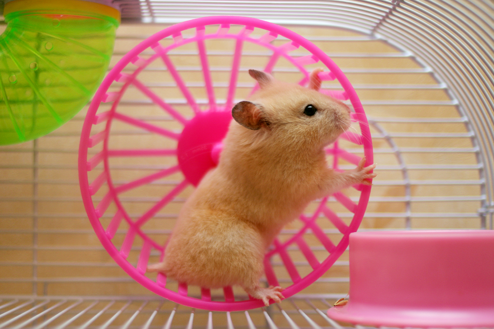 Hamster na roda de exercícios