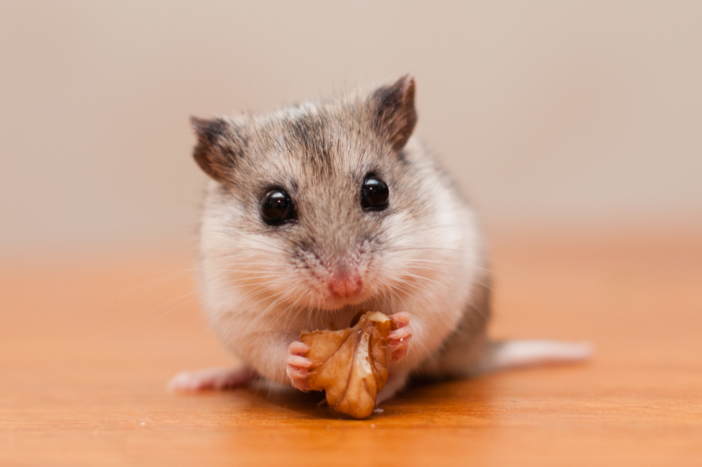 Hamster chinês com comida nas mãos