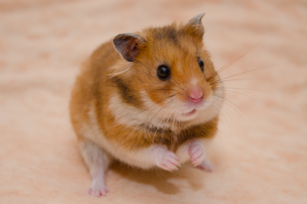 Hamster Sírio