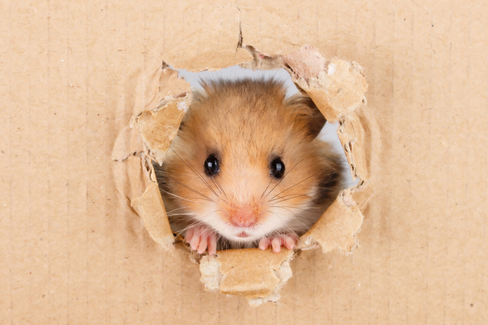 Hamster no buraco de uma caixa de papelão
