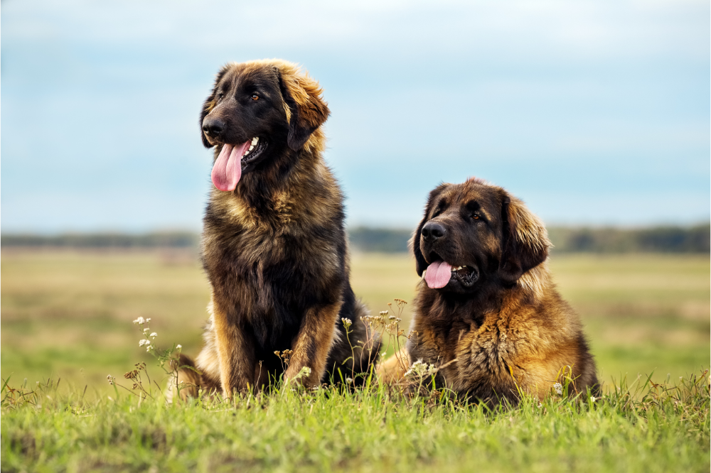 Dois cães Leonberger