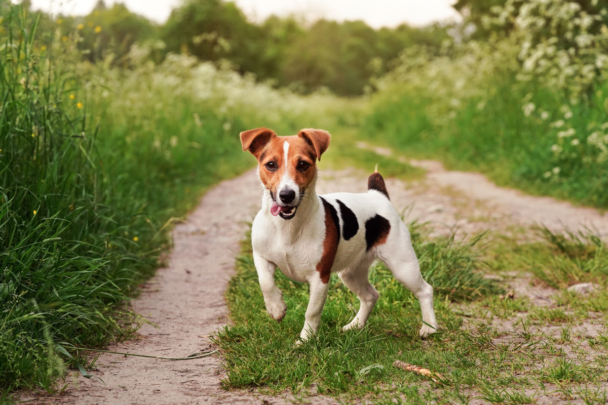 Jack Russel Terrier correndo na estrada de terra