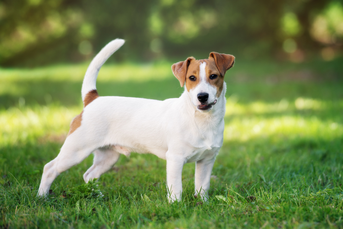 Jack Russel Terrier parado no gramado