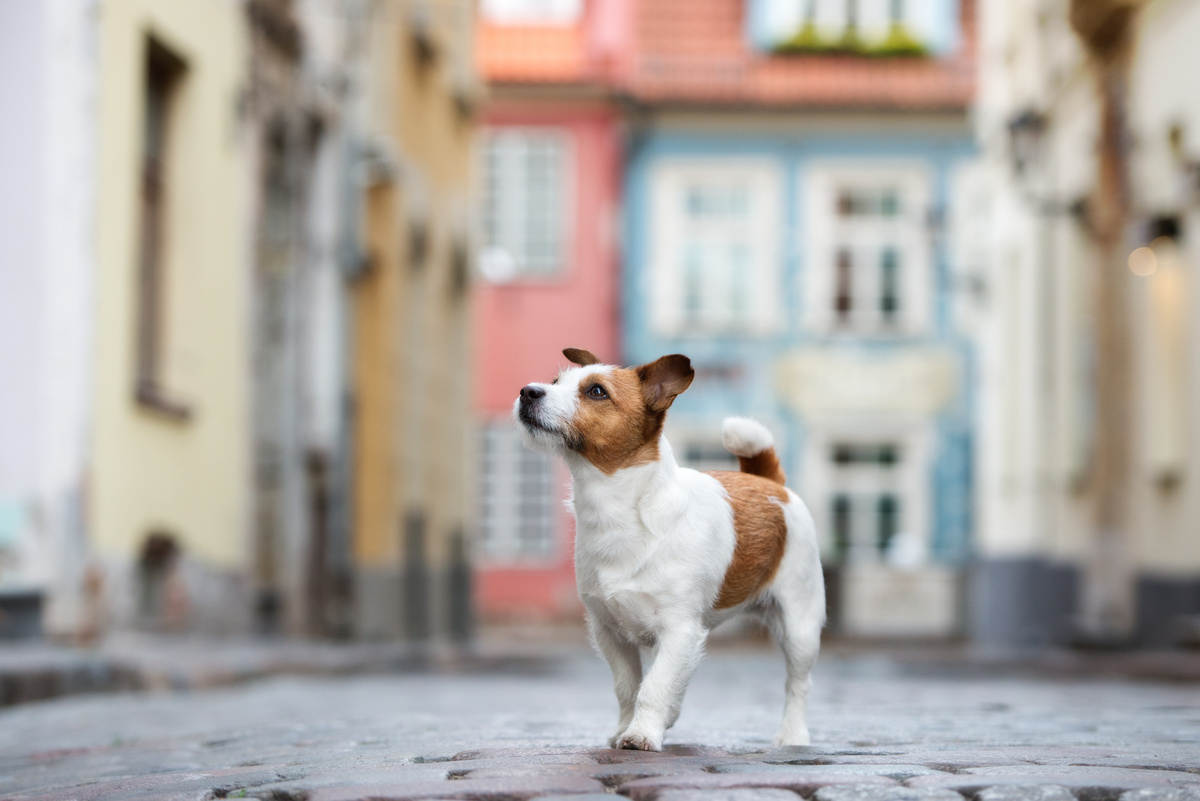 Jack Russel Terrier na rua olhando para cima