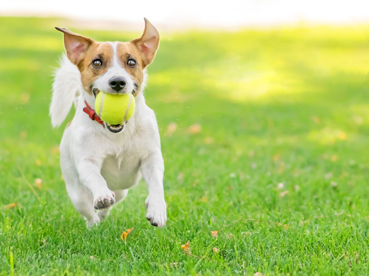 Jack Russel Terrier correndo no gramado com bolinha na boca