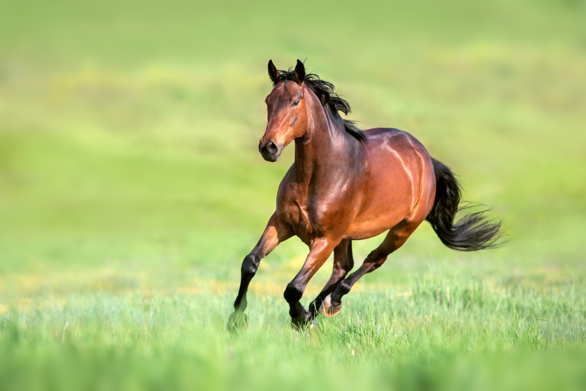 Cavalo marrom correndo em pasto