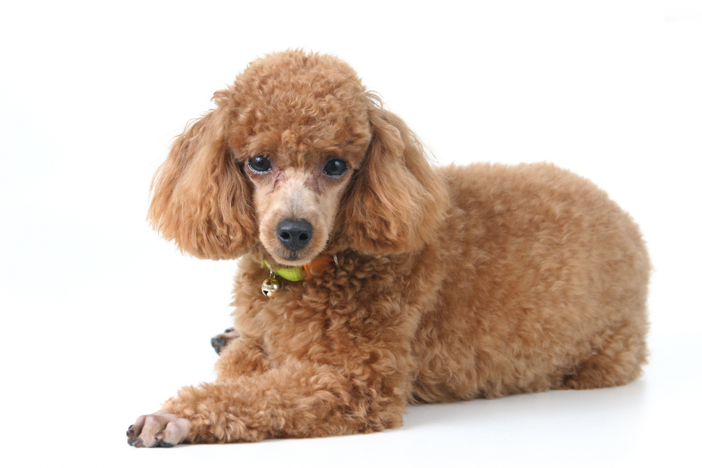 Poodle tosa Kennel