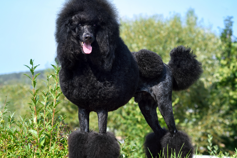 Poodle tosa continental