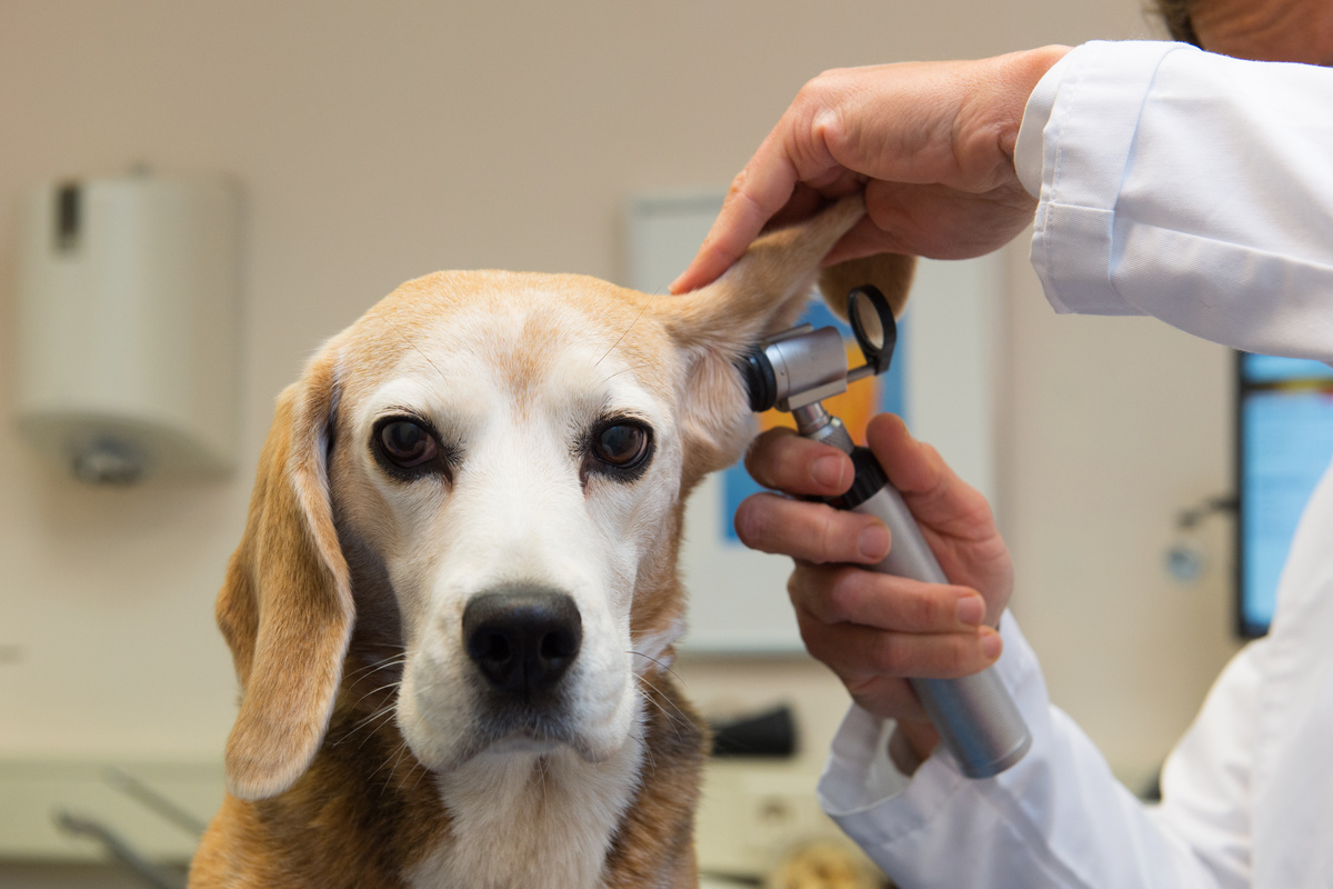 Médico examinando ouvido de cachorro