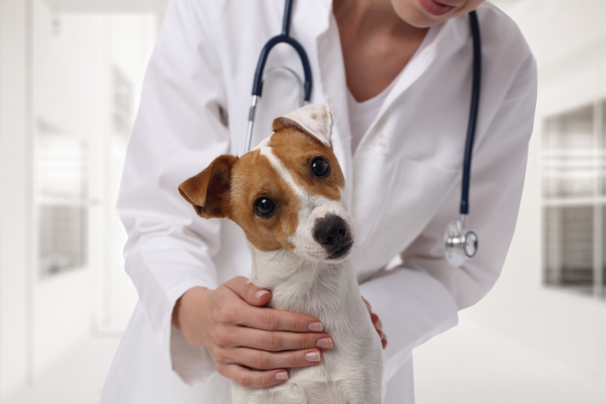 Cachorro com veterinário