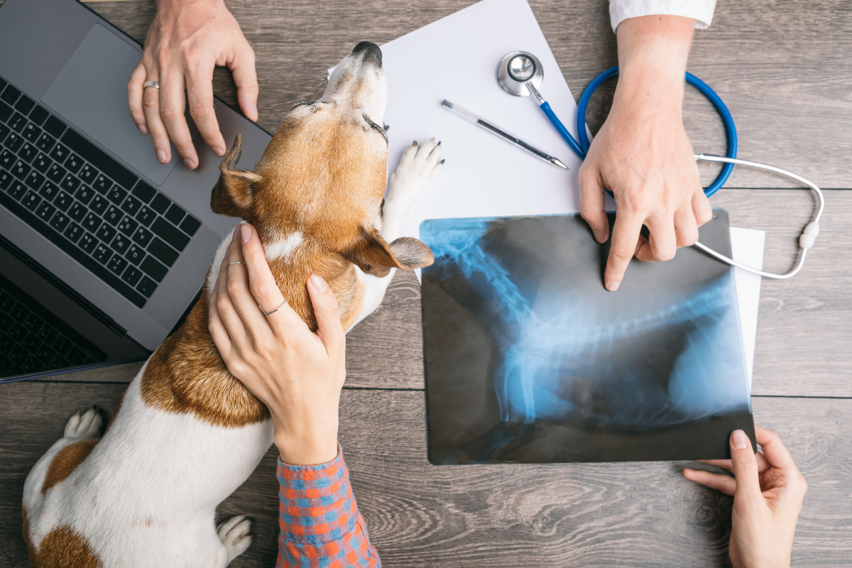 Cachorro em mesa com veterinário e dono analisando um raio-x