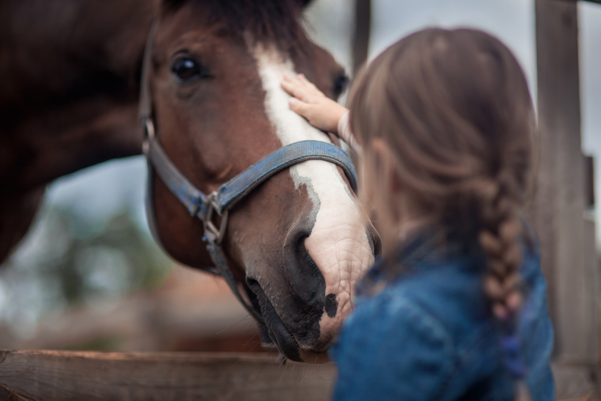 Menina fazendo carinho em cavalo