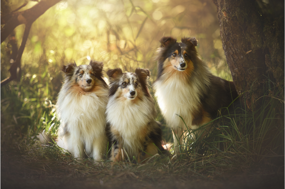 Três cães da raça Rough Collie