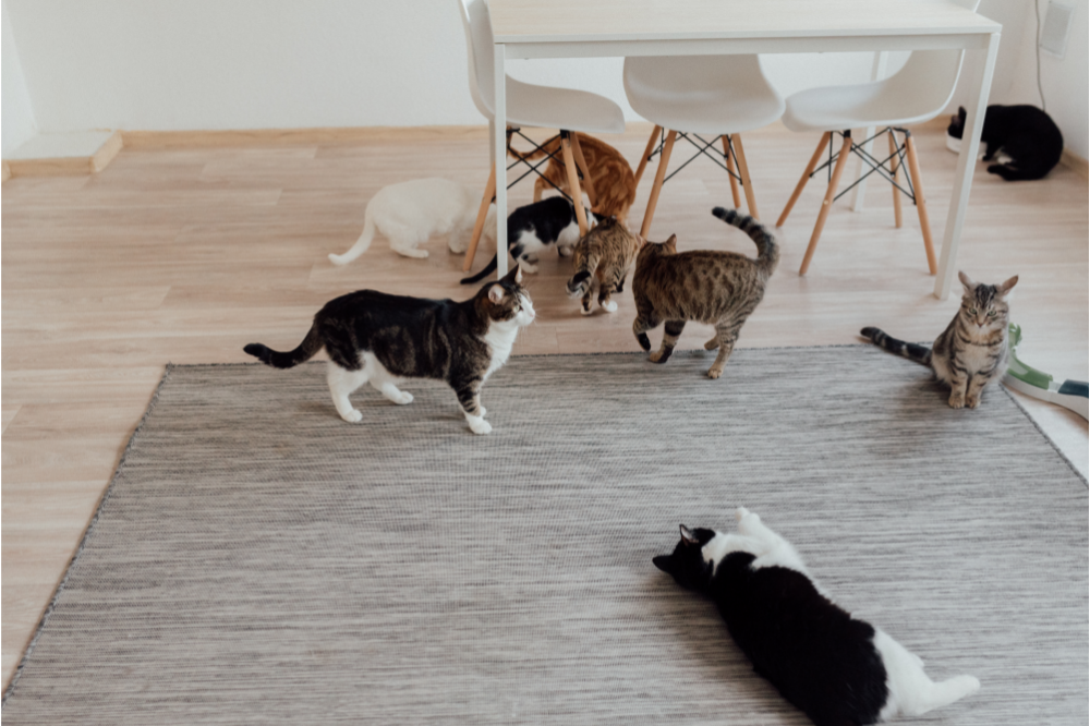 Gatos espalhados em um tapete