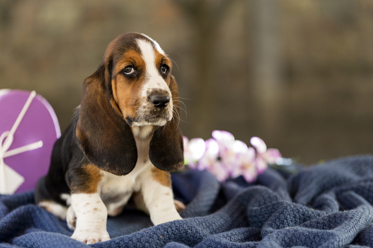 Beagle deitado em uma manta