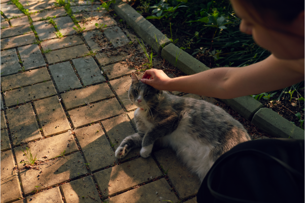 Humana acariciando gato rajado na rua
