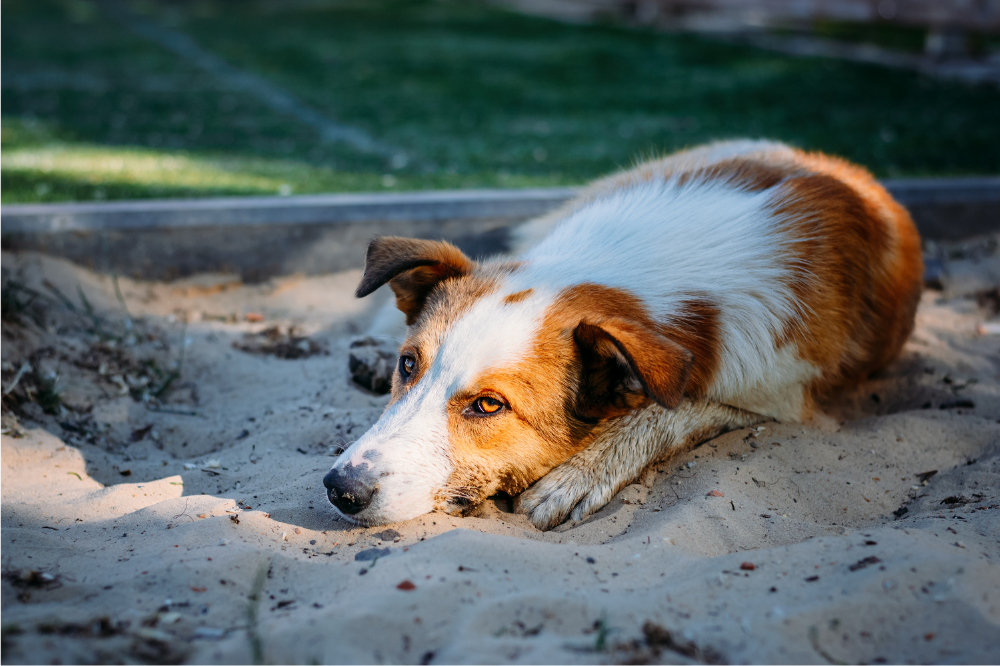 Cachorro deitado na areia