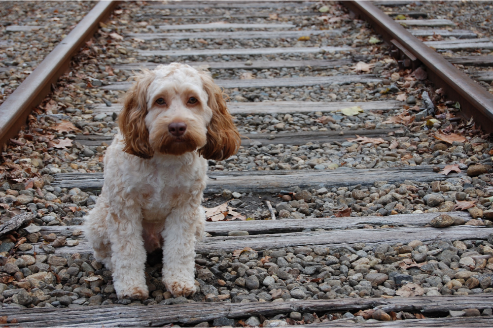 Cachorro nos trilhos do trem