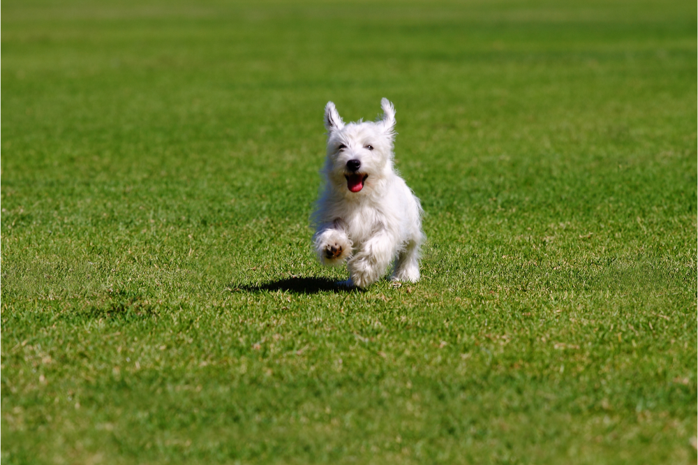 Cachorrinho branco correndo no gramado