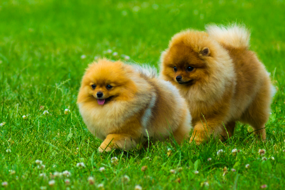 Dois cães andando no gramado