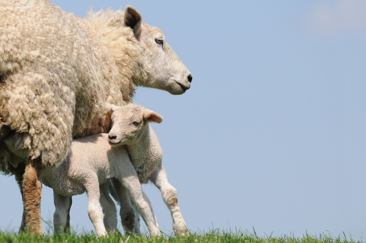 mamífero ovelha mamando na mãe